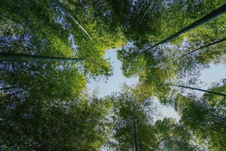 敏感肌护肤福音:植物医生推出青刺果轻敏修红面膜